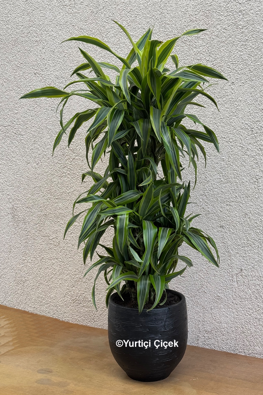 Dracena Dorado Serisi 1