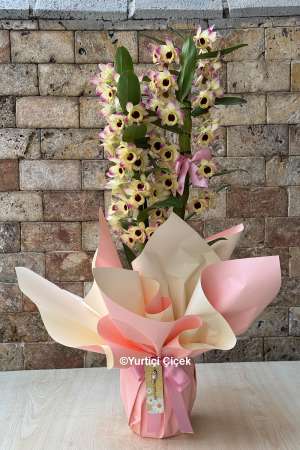 Dendrobium Kokulu Orkide 5