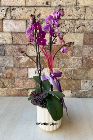 Özel Renk Bugetto Orkide Serisi 2