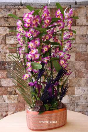 Dendrobium Kokulu Orkide 4