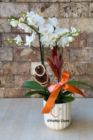 Özel Renk Bugetto Orkide Serisi 1