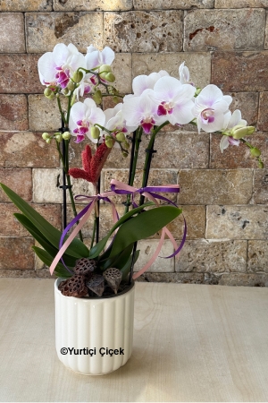 Özel Renk Bugetto Orkide Serisi 6