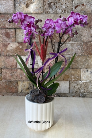 Özel Renk Bugetto Orkide Serisi 5