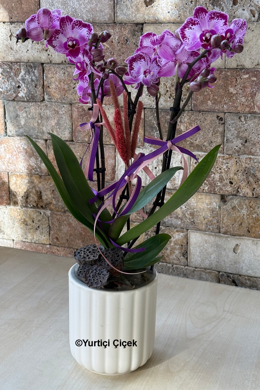 Special Colour Bougetto Orchid Series 4