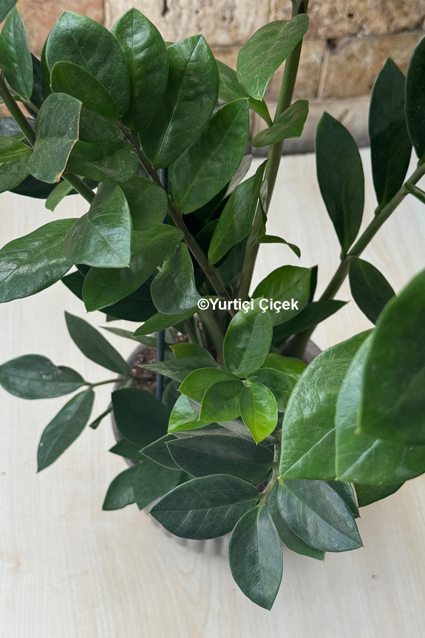 Zamia Saksı Çiçeği