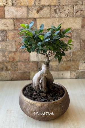 Özel Bonsai Bitkisi 2