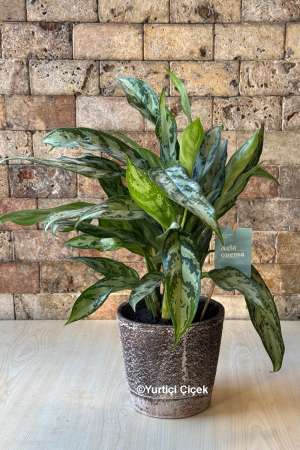 Aglaonema Bitkisi