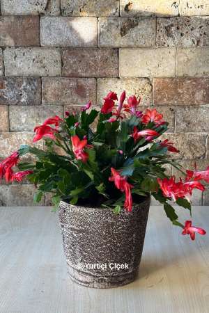 Schlumbergera Yılbaşı Çiçeği