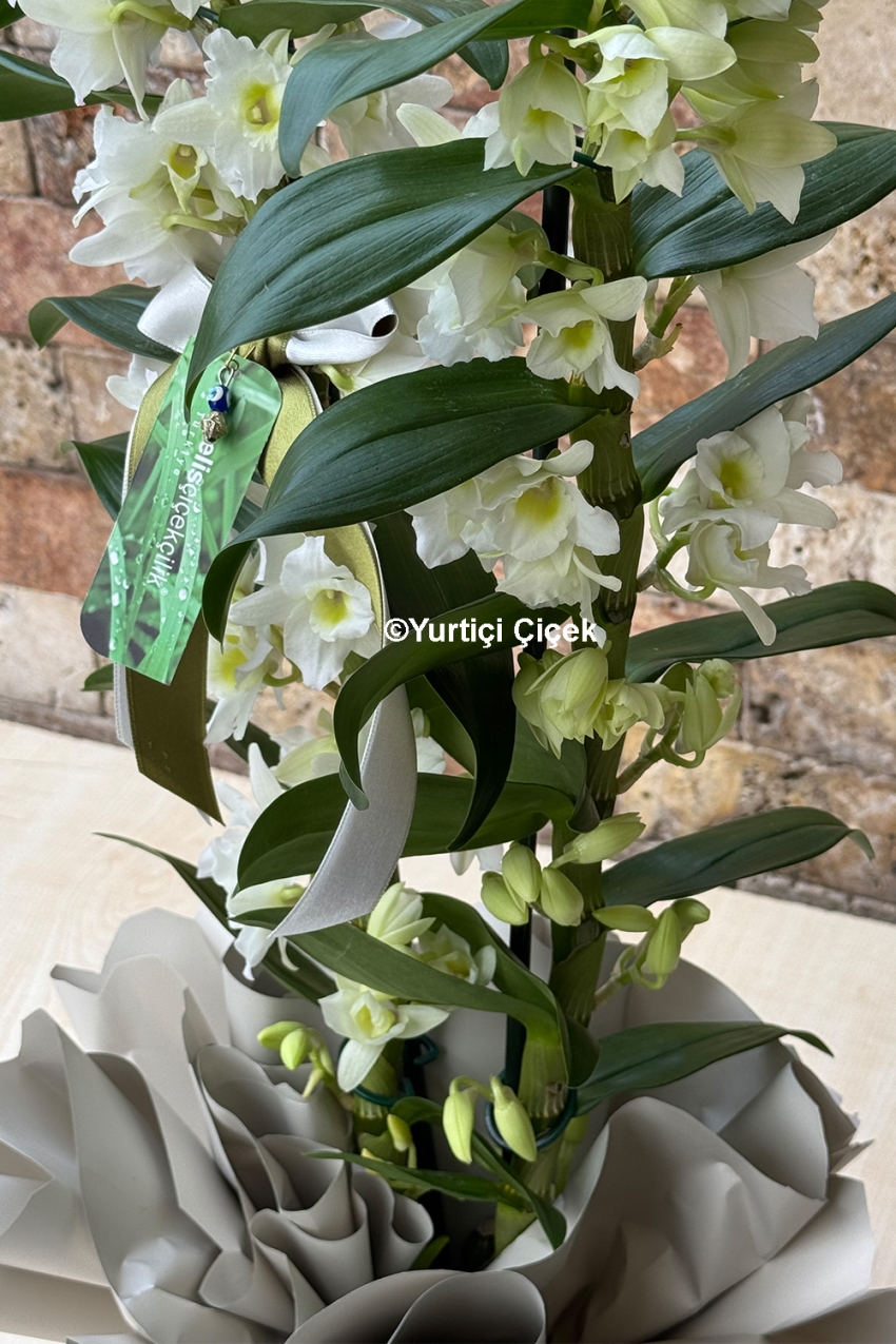 Dendrobium Kokulu Orkide 6