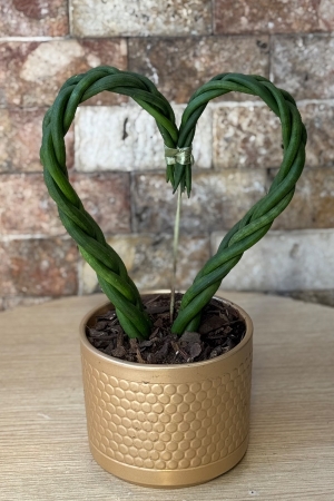 Kalp Sansevieria