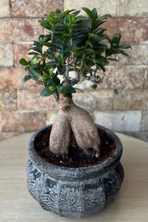 Bonsai Ağacı 7