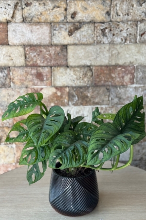 Monstera Serisi 1