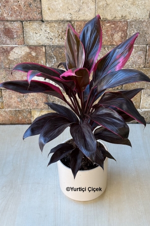 Cordyline Tango Serisi 1