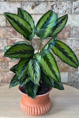 Calathea Serisi 3