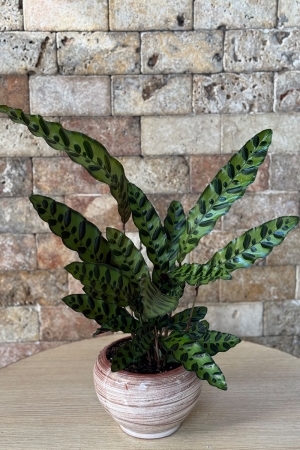 Calathea Serisi 1