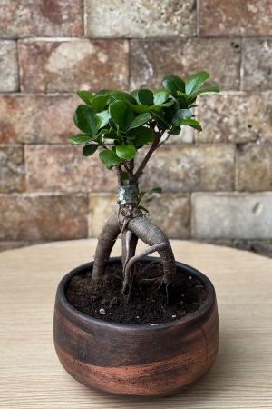 Bonsai Ağacı 1