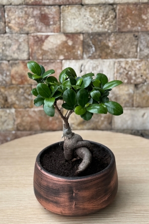 Bonsai Ağacı 2