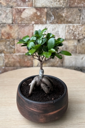 Bonsai Ağacı 6