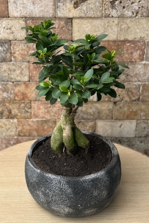 Bonsai Ağacı 3