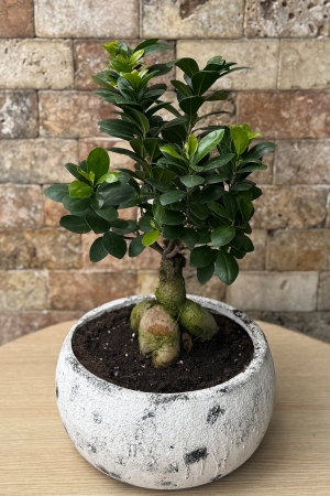 Bonsai Ağacı 5