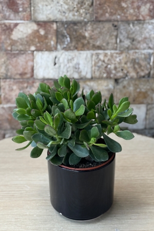 Crassula Serisi 1