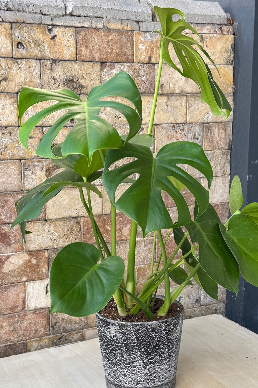 Monstera Serisi 2