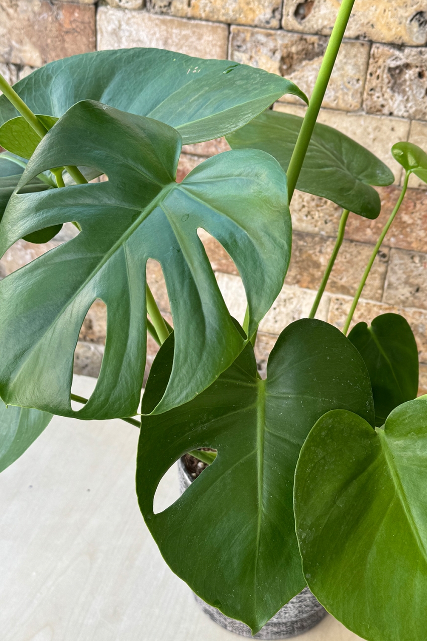 Monstera Serisi 2