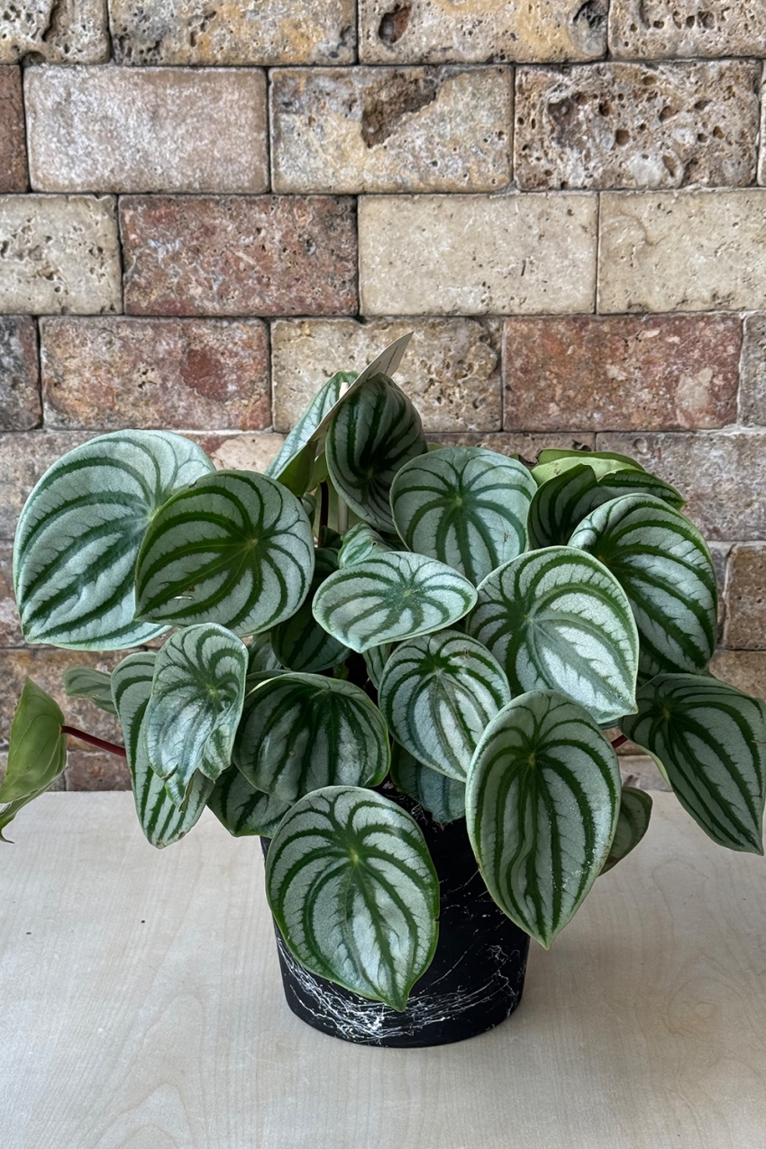 Peperomia