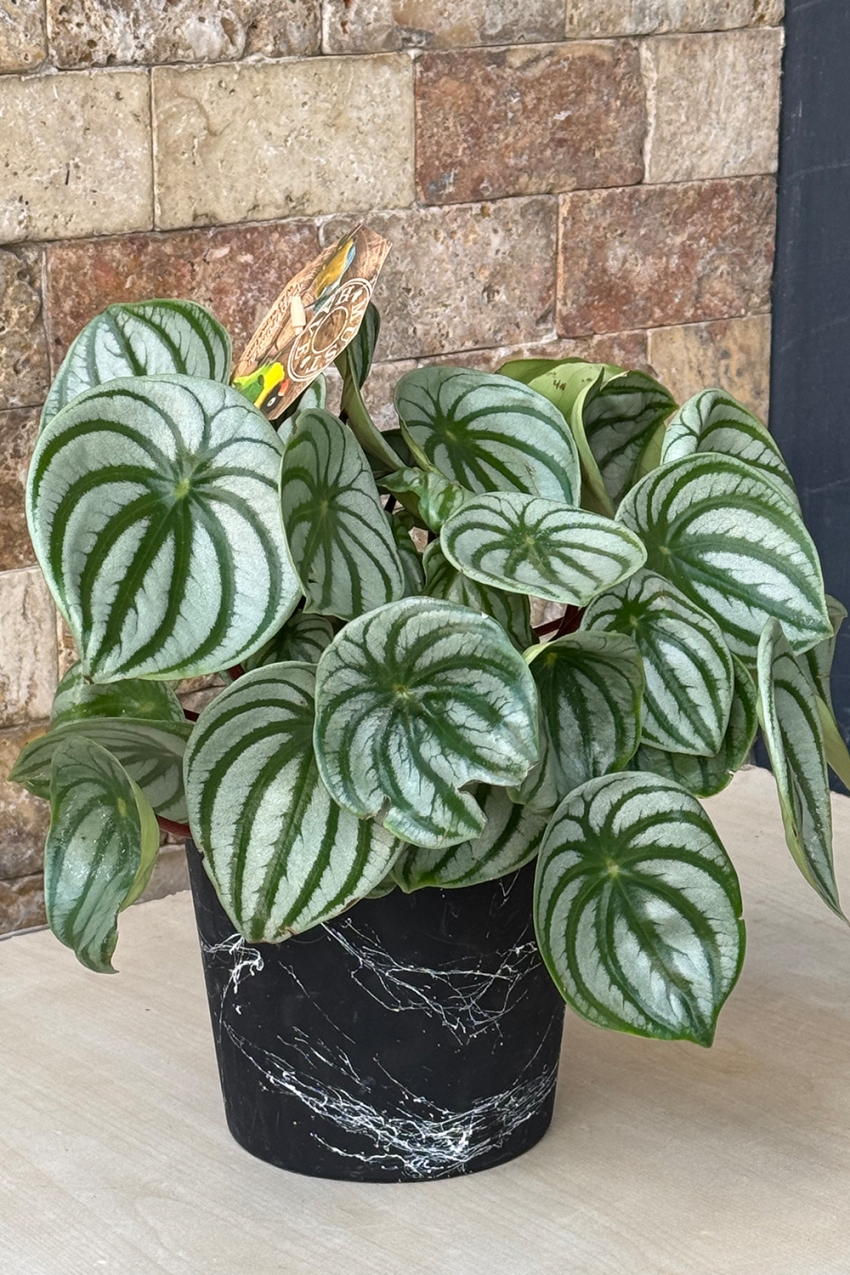 Peperomia