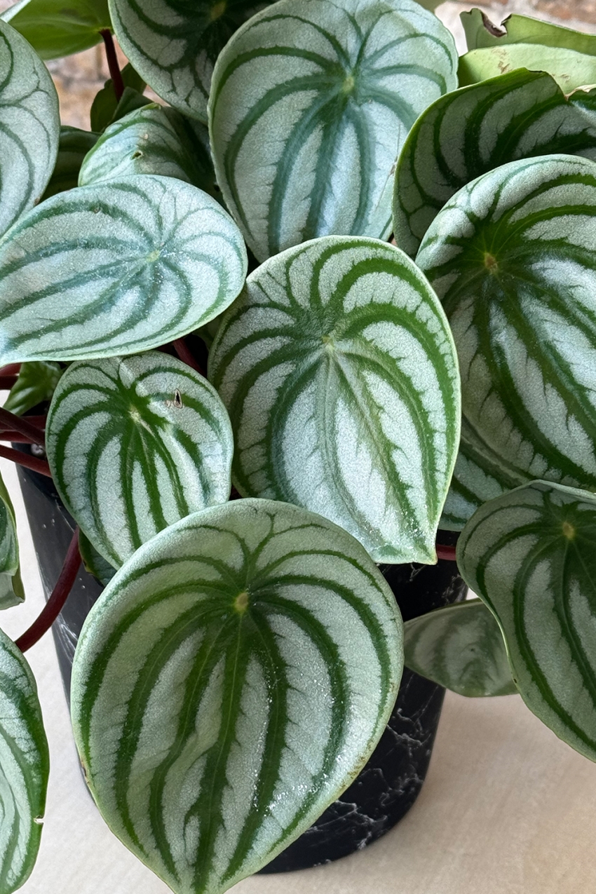 Peperomia