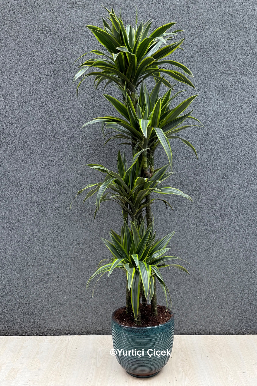 Dracena Lemon Lime Serisi 4