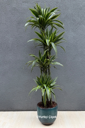 Dracena Lemon Lime Serisi 4