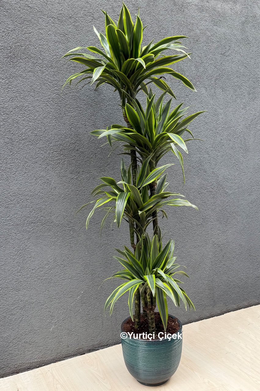 Dracena Lemon Lime Serisi 4