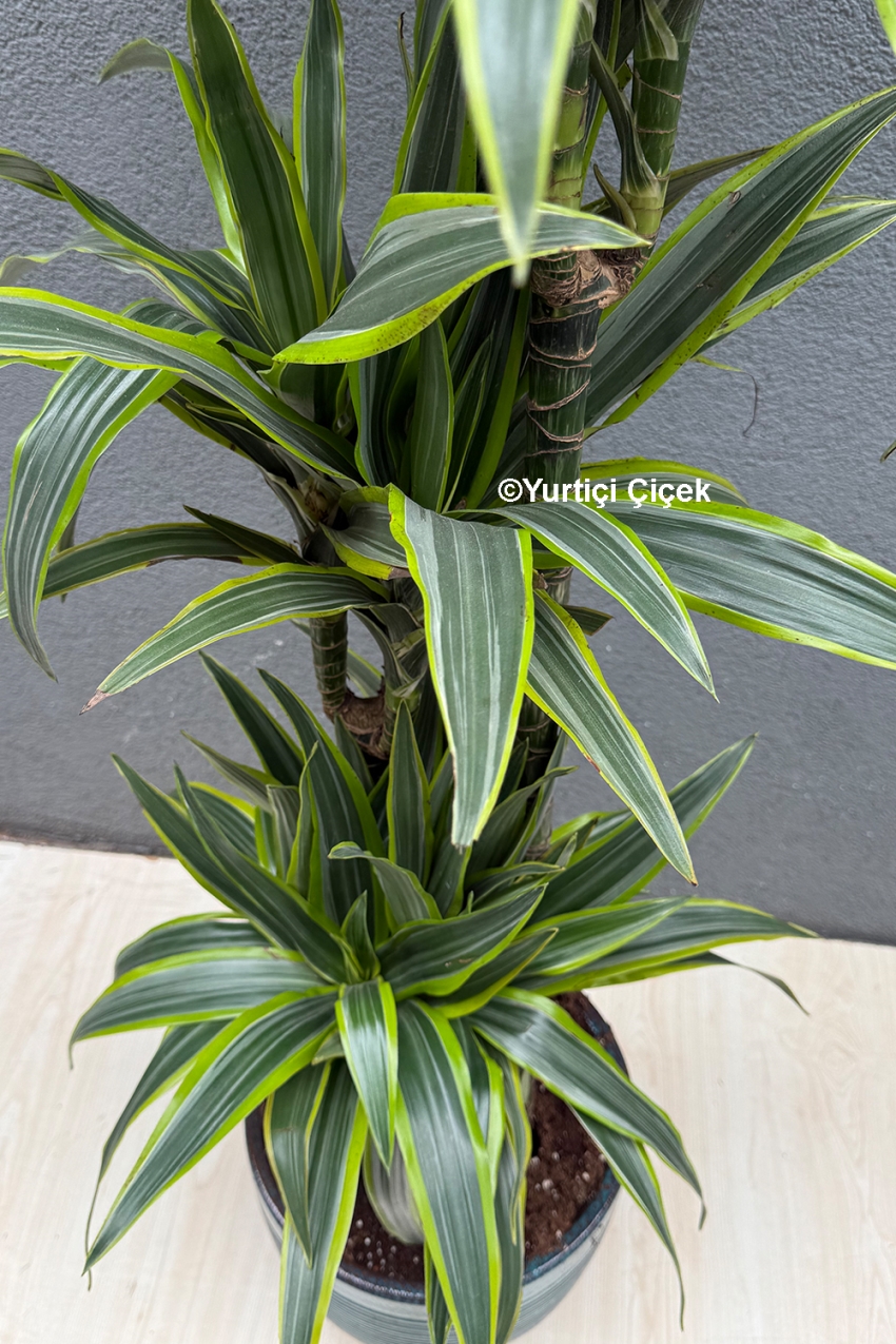 Dracena Lemon Lime Serisi 4