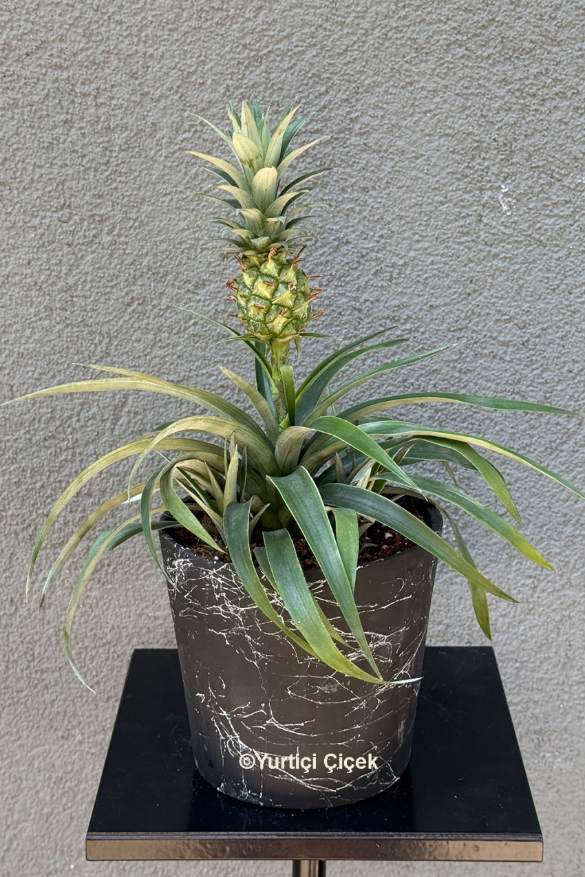 Ananas Saksı