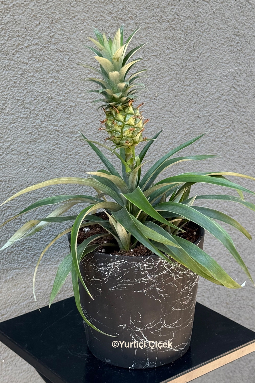 Ananas Saksı