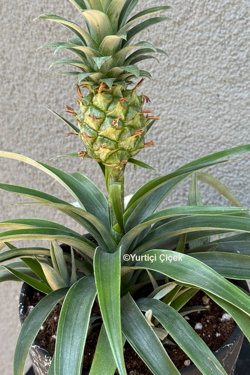 Ananas Saksı