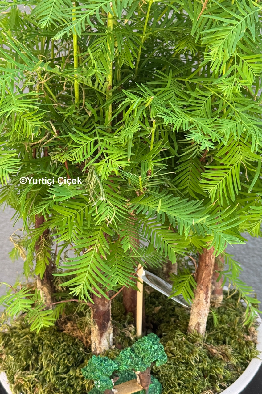 Bonsai Ağacı 2