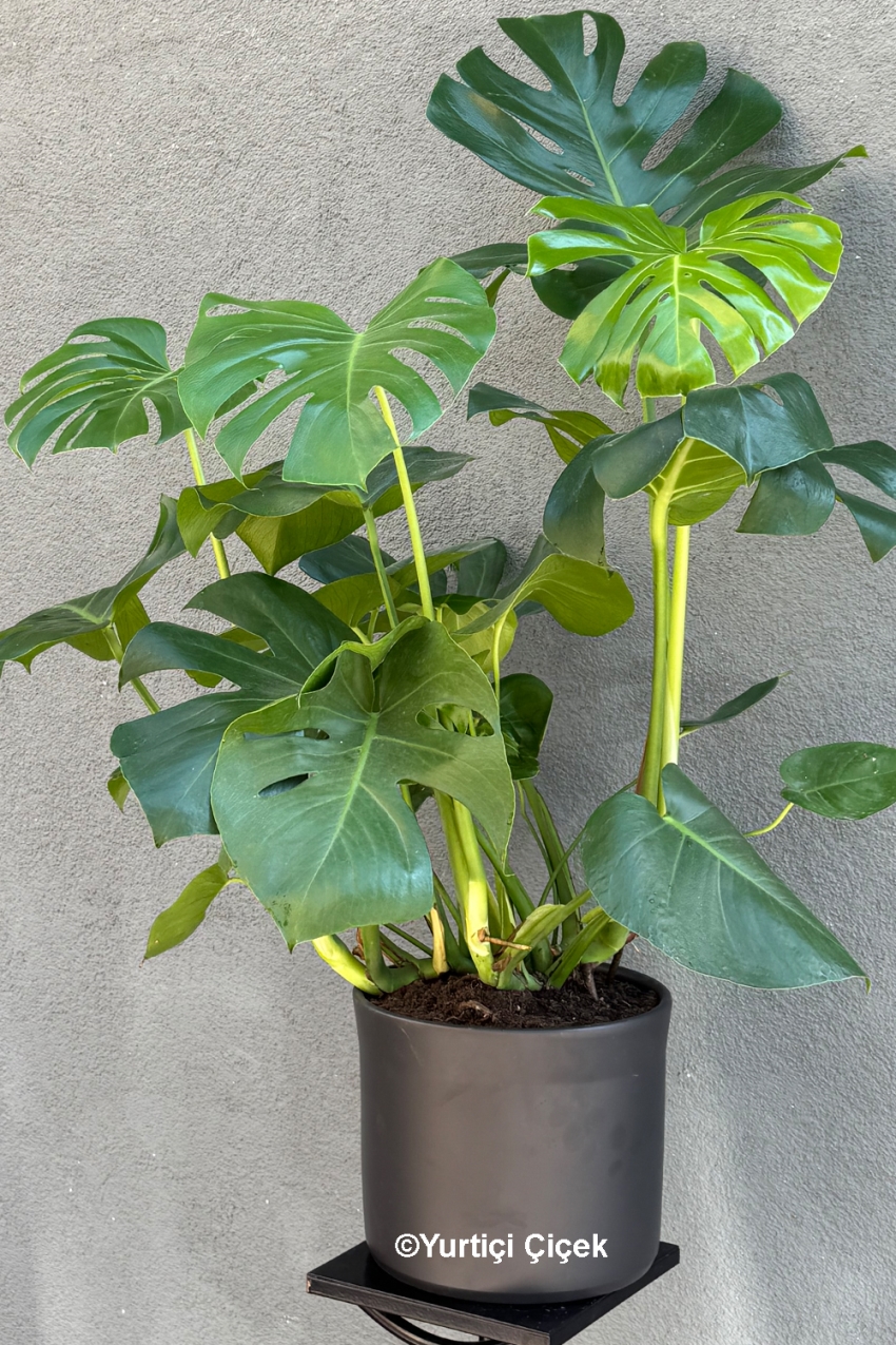 Büyük Boy Deve Tabanı - Monstera