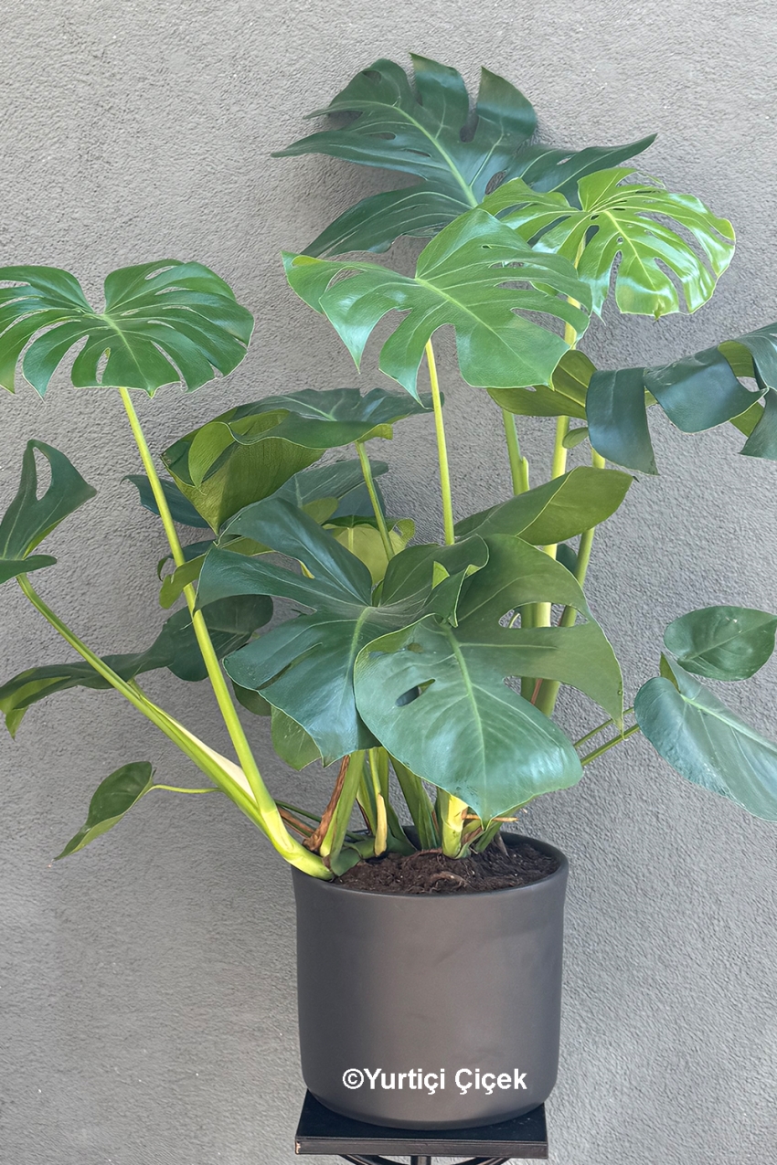 Büyük Boy Deve Tabanı - Monstera