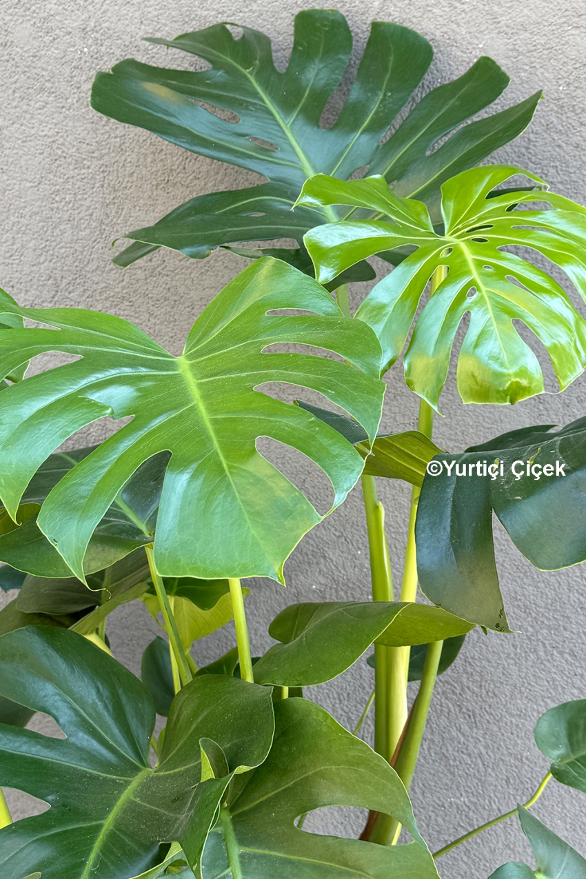 Büyük Boy Deve Tabanı - Monstera