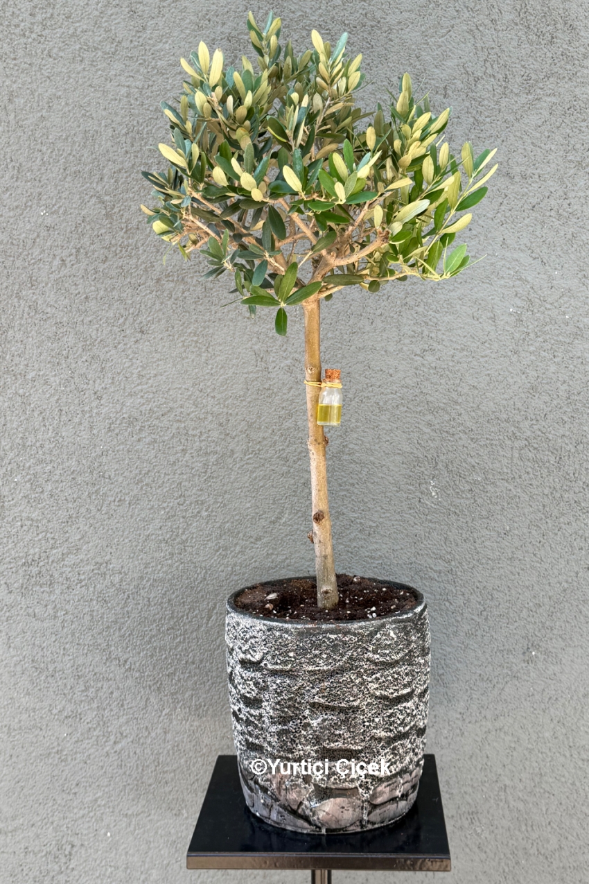 Zeytin Ağacı