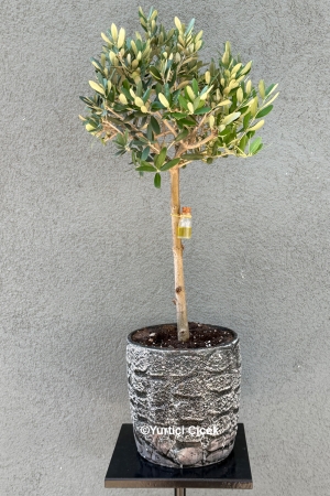 Zeytin Ağacı