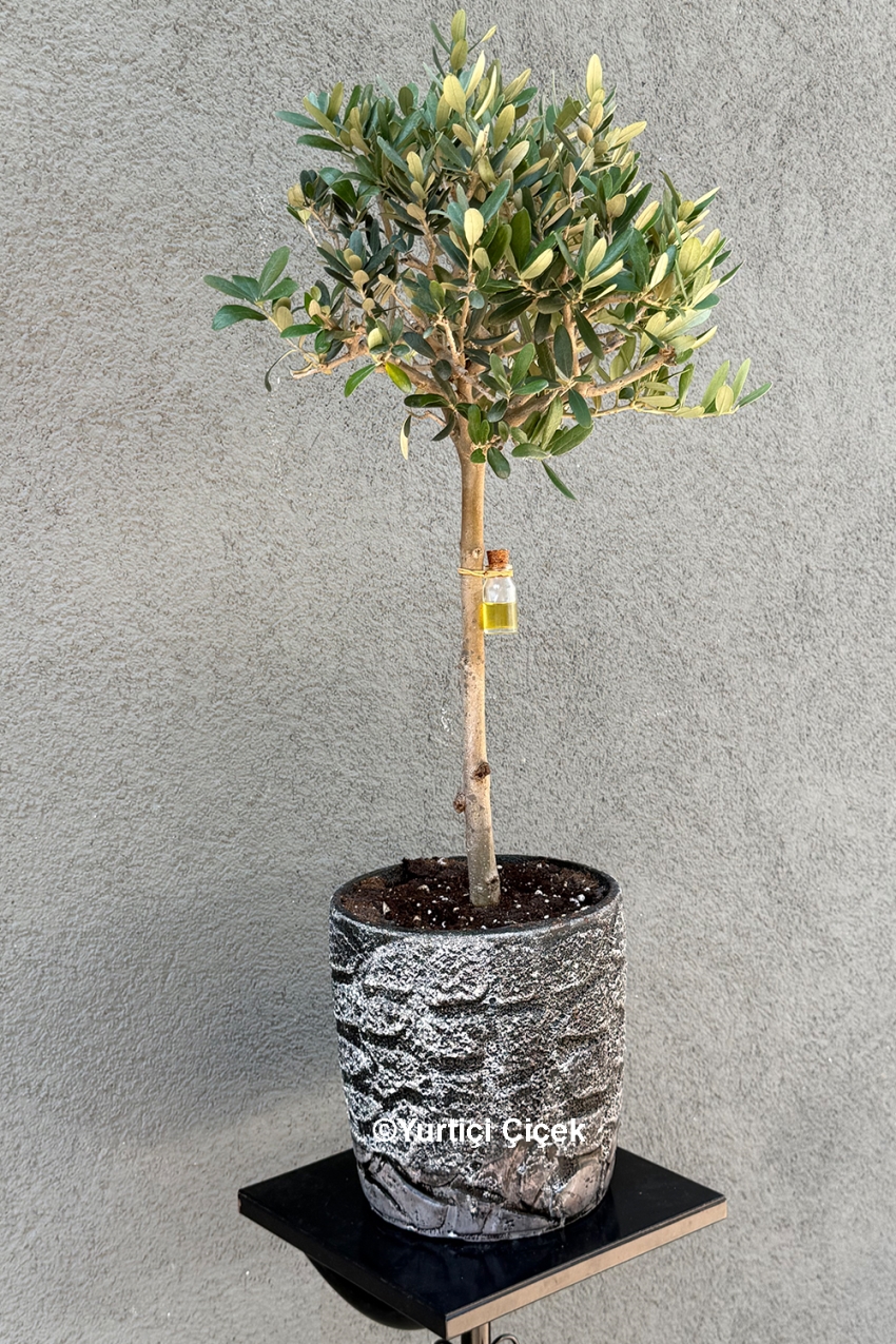 Zeytin Ağacı