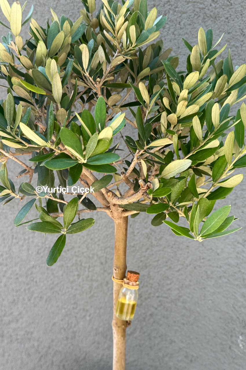 Zeytin Ağacı