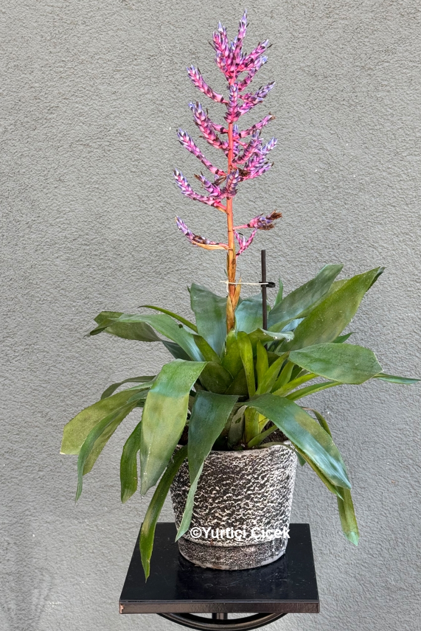 Aechmea (Eşmeya) Bitkisi