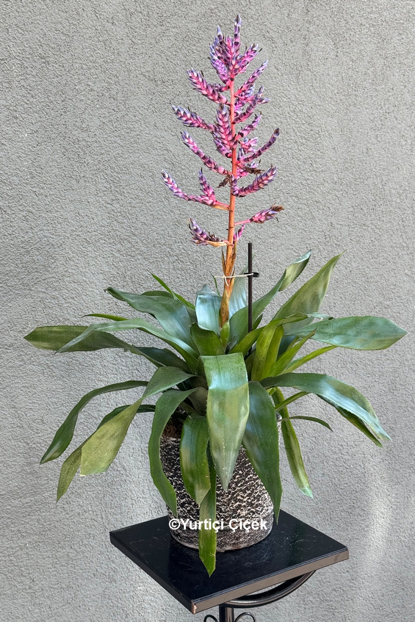 Aechmea (Eşmeya) Bitkisi