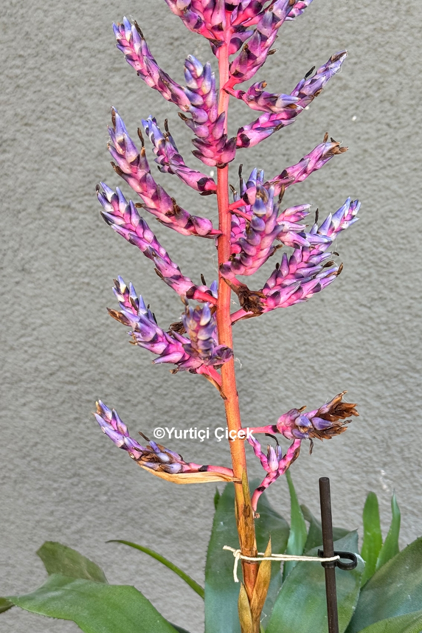 Aechmea (Eşmeya) Bitkisi