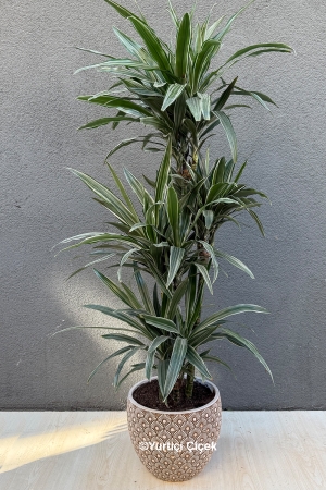 Dracena Varneski Serisi 1