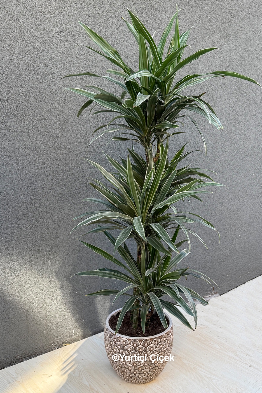 Dracena Varneski Serisi 1